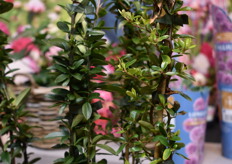 Hier de Pyrachanta met aan de linkerkant de nieuwe soort. De Oranage Star. Dit is een doornloze Pyrachanta uit eigen veredeling.